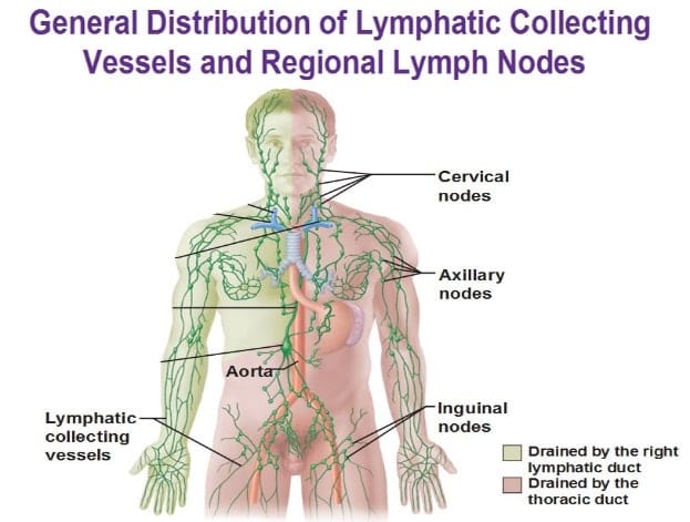 Lymphatic Drainage Massage 2 Lymphatic Massage